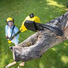 Best Tree Preservation Services  in Absecon Highlands, NJ