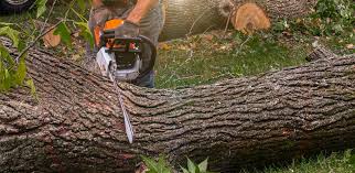 Best Fruit Tree Pruning  in Absecon Highlands, NJ