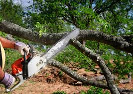 Trusted Absecon Highlands, NJ Tree Services Experts