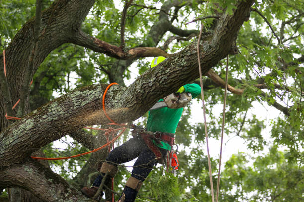  Absecon Highlands, NJ Tree Services Pros