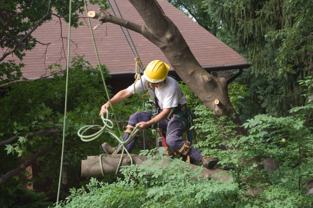 Best Palm Tree Trimming  in Absecon Highlands, NJ