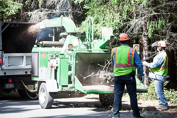 Best Fruit Tree Pruning  in Absecon Highlands, NJ