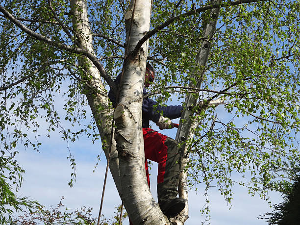 Best Tree Risk Assessment  in Absecon Highlands, NJ