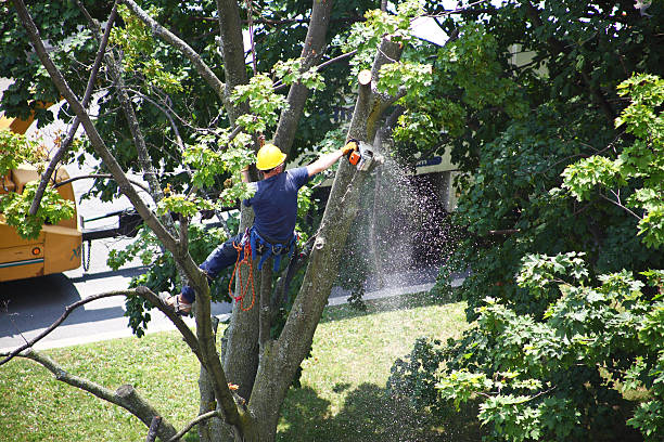 Best Utility Line Clearance  in Absecon Highlands, NJ