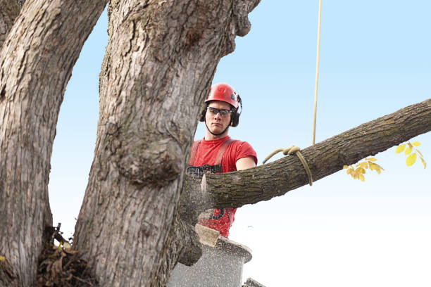 How Our Tree Care Process Works  in  Absecon Highlands, NJ